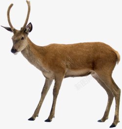 麋鹿梅花鹿透明9动物昆虫动物大型动物小型宠素材