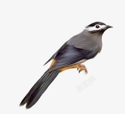 鸟类鸽子麻雀小鸟透明23动物昆虫动物大型动素材