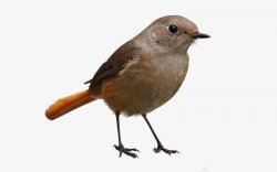 鸟类鸽子麻雀小鸟透明20动物昆虫动物大型动素材