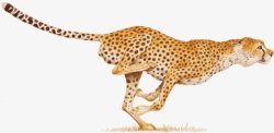 豹子金钱豹透明4动物昆虫动物大型动物小型宠素材
