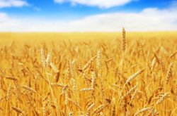 黄金小麦秋季麦谷商务海报和主图高清图片
