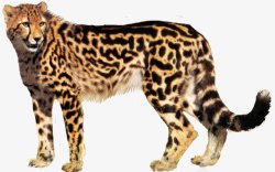 豹子金钱豹透明1动物昆虫动物大型动物小型宠素材