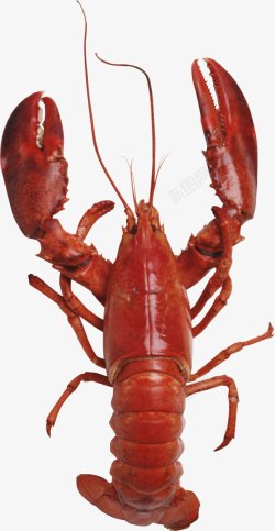 海鲜小龙虾透明12动物昆虫动物大型动物小型素材