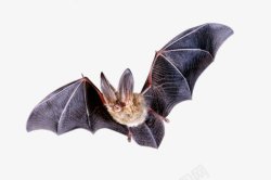蝙蝠透明28动物昆虫动物大型动物小型宠物合素材