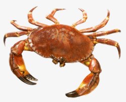 螃蟹大闸蟹海鲜透明21动物昆虫动物大型动物素材