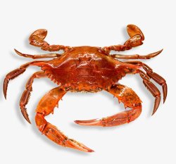 螃蟹大闸蟹海鲜透明14动物昆虫动物大型动物素材