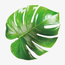 热带树叶植物叶子素材