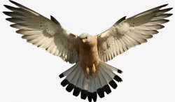 鸟类鸽子麻雀小鸟透明42动物昆虫动物大型动素材