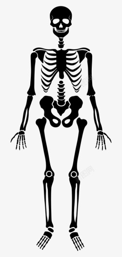 恐惧考古骨骼完整的骨骼头骨图标高清图片