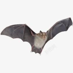 蝙蝠鱼蝙蝠透明37动物昆虫动物大型动物小型宠物合高清图片