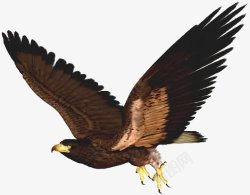 鸟类雄鹰老鹰透明4动物昆虫动物大型动物小型素材