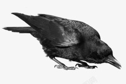 鸟类乌鸦透明11动物昆虫动物大型动物小型宠素材