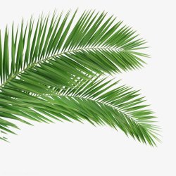 刺槐棕榈叶摄影图树木纹理高清图片
