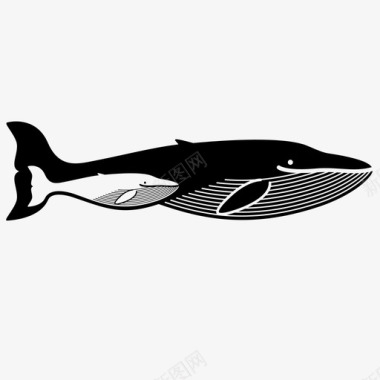 鲸鱼观鲸游泳图标图标