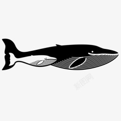 观鲸之旅鲸鱼观鲸游泳图标高清图片