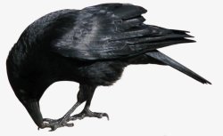 大型鸟类鸟类乌鸦透明4动物昆虫动物大型动物小型宠物高清图片