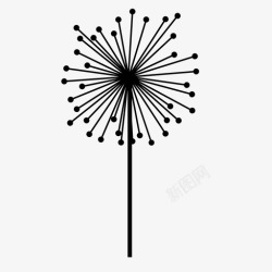 阳光下的蒲公英花蒲公英草坪草杂草图标高清图片