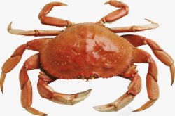 大型螃蟹螃蟹大闸蟹海鲜透明4动物昆虫动物大型动物小高清图片