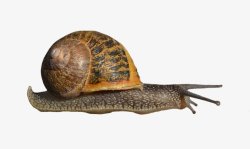 蜗牛透明8动物昆虫动物大型动物小型宠物合成素材