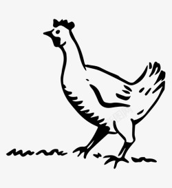 花名册母鸡动物鸟图标高清图片