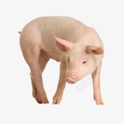 猪家畜透明7动物昆虫动物大型动物小型宠物合素材