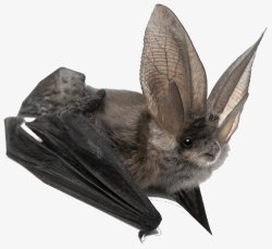 蝙蝠鱼蝙蝠透明19动物昆虫动物大型动物小型宠物合高清图片