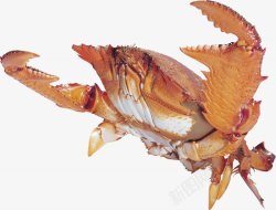 螃蟹大闸蟹海鲜透明1动物昆虫动物大型动物小素材