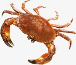 螃蟹大闸蟹海鲜透明23动物昆虫动物大型动物素材