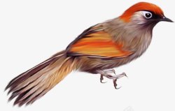 鸟类鸽子麻雀小鸟透明7动物昆虫动物大型动物素材