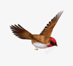 鸟类鸽子麻雀小鸟透明24动物昆虫动物大型动素材