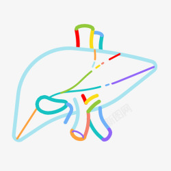 胆汁肝脏腹部解剖学图标高清图片