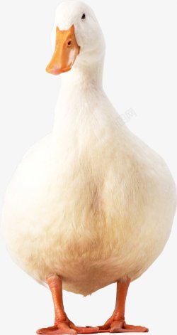 家禽小鸭子大白鹅透明2动物昆虫动物大型动物素材
