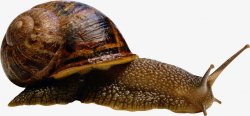 蜗牛透明5动物昆虫动物大型动物小型宠物合成素材