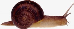 蜗牛透明7动物昆虫动物大型动物小型宠物合成素材