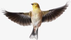 鸟类鸽子麻雀小鸟透明35动物昆虫动物大型动素材