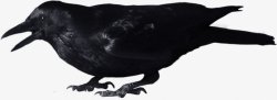 鸟类乌鸦透明19动物昆虫动物大型动物小型宠素材