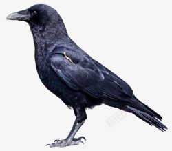 鸟类乌鸦透明10动物昆虫动物大型动物小型宠素材