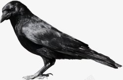 鸟类乌鸦透明18动物昆虫动物大型动物小型宠素材