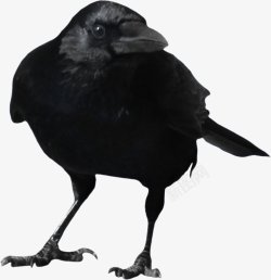 鸟类乌鸦透明15动物昆虫动物大型动物小型宠素材