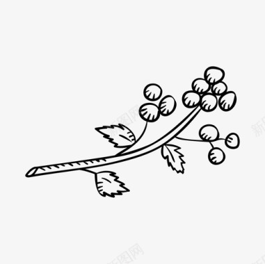 山茱萸树枝生态图标图标