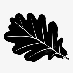 橡树叶橡树叶植物户外图标高清图片