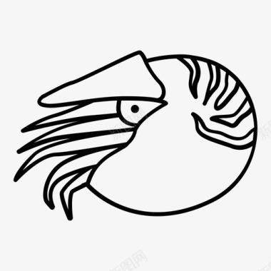 鹦鹉螺贝类海图标图标