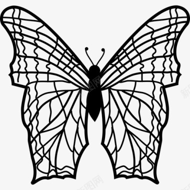 有复杂细线的蝴蝶从俯视图上画出翅膀动物蝴蝶图标图标