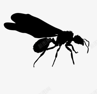 飞蚁昆虫图标图标