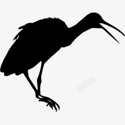 普金林普金鸟形动物动物王国图标高清图片