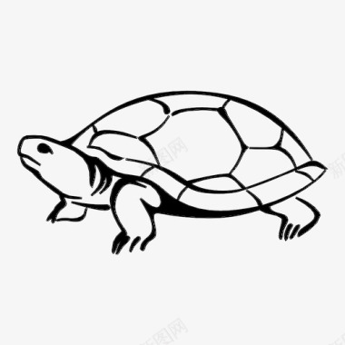 乌龟爬虫龟甲图标图标