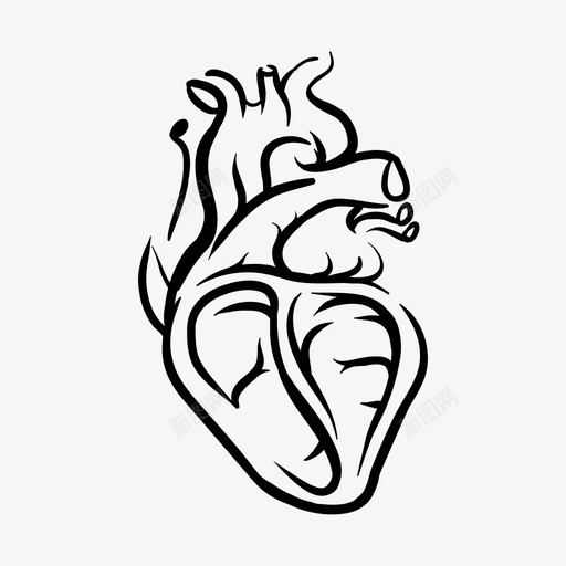 心脏解剖医学真实的图标svg_新图网 https://ixintu.com 心脏解剖医学真实的