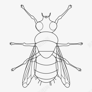苍蝇虫子虫眼图标图标