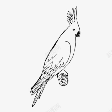 鹦鹉鸟手绘图标图标