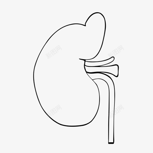 肾脏医学器官图标svg_新图网 https://ixintu.com 医学 器官 肾脏